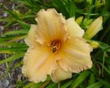Flower of daylily named Corryton Dance