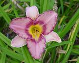 Flower of daylily named Creative Edge