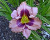 Flower of daylily named Daring Deception
