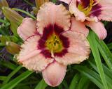Flower of daylily named Daring Dilema