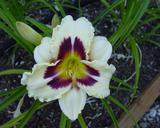 Flower of daylily named Dark Eyed Magic