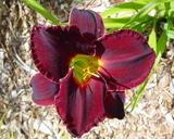 Flower of daylily named Dark Halo
