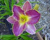 Flower of daylily named David Kirchhoff