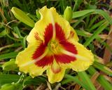 Flower of daylily named Dead Eye Dick