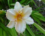 Flower of daylily named Decatur Piecrust
