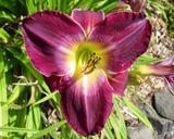 Flower of daylily named Devil's Magic