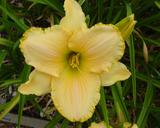 Flower of daylily named Devonshire