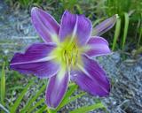 Flower of daylily named Don's Wild Heather