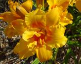 Flower of daylily named Double Attraction