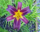 Flower of daylily named Eggplant Ecstasy
