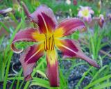 Flower of daylily named Eggplant Escapade