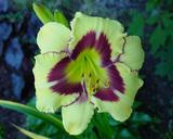 Flower of daylily named El Desparado