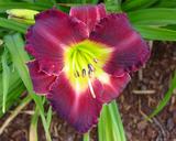 Flower of daylily named Evening Enchantment