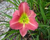 Flower of daylily named Adjure