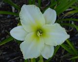 Flower of daylily named Arctic Snow