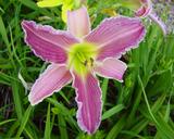Flower of daylily named Flutterbye