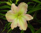 Flower of daylily named Forsyth Flaming Snow