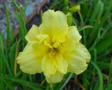 Flower of daylily named Fuzz Bunny