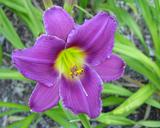 Flower of daylily named Garden Of Gethsemane