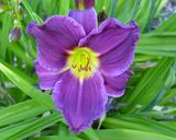 Flower of daylily named Grape Velvet