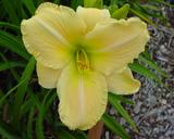 Flower of daylily named Greek Goddess