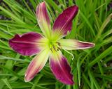Flower of daylily named Helter Skelter