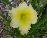 Flower of daylily named Hollywood White Knight