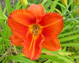 Flower of daylily named Hot Bronze
