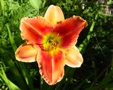 Flower of daylily named Avante Garde