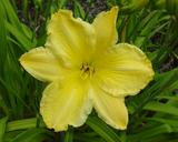 Flower of daylily named Humdinger