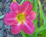Flower of daylily named Avon Crystal Rose