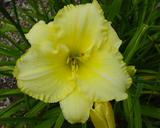 Flower of daylily named Icy Lemon
