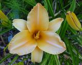 Flower of daylily named Inca Torch