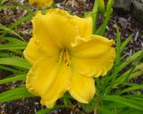 Flower of daylily named Jen Melon