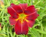 Flower of daylily named Bama Bound