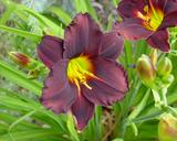 Flower of daylily named Jungle Beauty