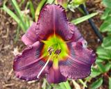 Flower of daylily named Killer