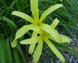 Flower of daylily named Kindly Light