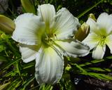 Flower of daylily named Lady Louise