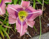 Flower of daylily named Last Flight Out