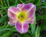 Flower of daylily named Lavender Edge