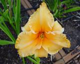 Flower of daylily named Lechi Ogeri