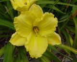 Flower of daylily named Leonidas