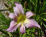Flower of daylily named Lilting Lavender