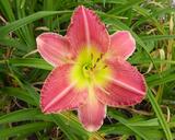 Flower of daylily named Lipstick Print