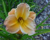 Flower of daylily named Little Deeke