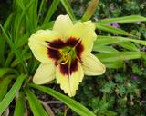 Flower of daylily named Little Gypsy Vagabond