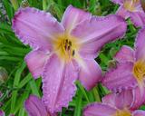 Flower of daylily named Long Ago