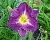 Flower of daylily named Lord Chamberlain