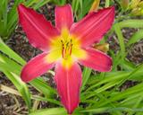 Flower of daylily named Love Fest
